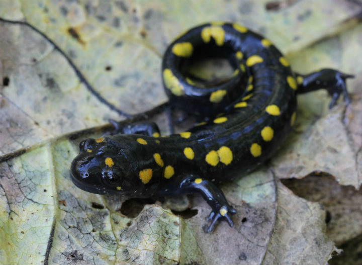 Spotted Salamander